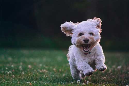 Dog-friendly